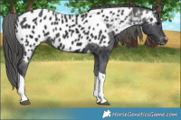 Horse Color:Black Tobiano Appaloosa 