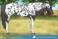 Horse Color:Black Tobiano Appaloosa 