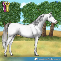 Horse Color:Brown Dun Splash Appaloosa 