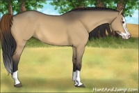 Horse Color:Buckskin Dun Splash 