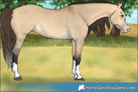 Horse Color:Buckskin Dun Splash 
