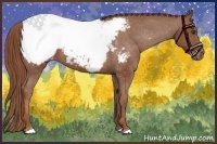 Horse Color:Chestnut Appaloosa