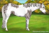 Horse Color:White Spotted Silver Black Splash Frame 