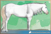 Horse Color:Gray Gold Champagne Sabino Appaloosa Rabicano and White Spotted Buckskin Pearl Dun Splash Appaloosa Brindle