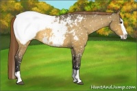 Horse Color:Buckskin Dun Splash Appaloosa 