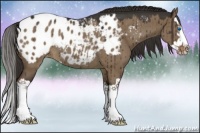 Horse Color:Liver Red Dun Sabino Splash Appaloosa Rabicano 