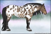 Horse Color:Brown Dun Appaloosa Rabicano 