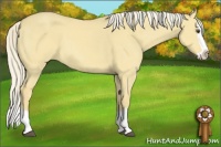 Horse Color:Palomino Dun Splash 