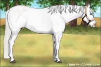 Horse Color:Palomino Dun Splash Appaloosa 