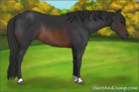 Horse Color:Brown Rabicano 
