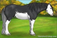 Horse Color:Black Splash