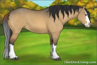 Horse Color:Buckskin Dun Splash 