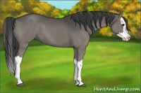 Horse Color:Smoky Grullo Splash