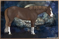 Horse Color:Liver Chestnut Splash Rabicano