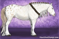 Horse Color:Buckskin Dun Splash Appaloosa 