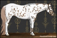 Horse Color:Chocolate Palomino Tobiano Near Leopard 