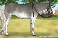 Horse Color:White Spotted Liver Red Dun Rabicano 