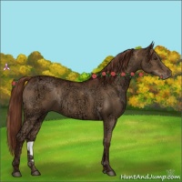 Horse Color:Chestnut Ice 