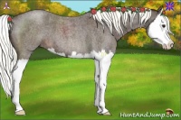 Horse Color:Liver Red Roan Splash