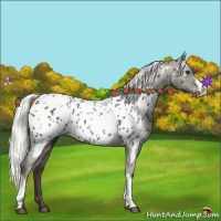 Horse Color:Liver Chestnut Appaloosa 