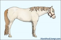 Horse Color:Smoky Grullo Roan Pearl Splash 