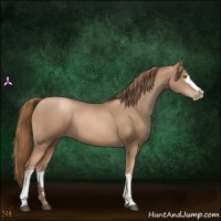 Horse Color:White Spotted Liver Chestnut Pearl Sabino