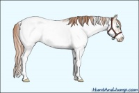Horse Color:Smoky Black Pearl Sabino Frame Appaloosa Rabicano 