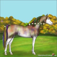 Horse Color:Painted Nacre Bay Onyx Sabino Splash Rabicano 