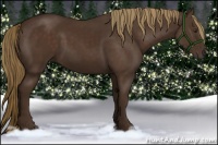 Horse Color:Liver Chestnut 
