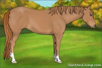 Horse Color:Unknown 