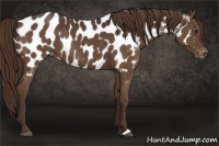 Horse Color:Liver Chestnut Appaloosa Rabicano 