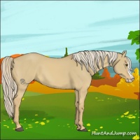 Horse Color:Palomino Dun Splash