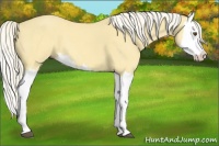 Horse Color:Palomino Dun Splash 