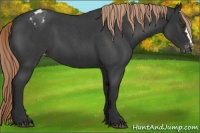 Horse Color:Liver Red Roan Appaloosa 