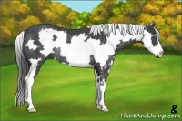 Horse Color:White Spotted Smoky Black Splash Frame Rabicano 