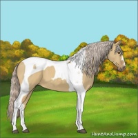 Horse Color:Palomino Dun Tobiano 