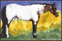 Horse Color:Bay Appaloosa 