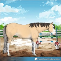 Horse Color:Buckskin Splash 