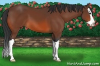 Horse Color:Bay Splash 