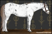 Horse Color:Liver Chestnut Sabino Near Leopard 