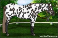 Horse Color:Liver Chestnut Near Leopard 