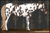 Horse Color:Liver Chestnut Tobiano Appaloosa