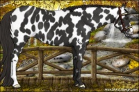 Horse Color:Liver Chestnut Appaloosa