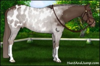 Horse Color:Liver Chestnut Appaloosa 
