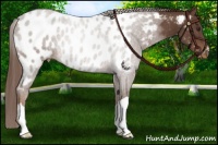 Horse Color:Liver Chestnut Appaloosa Rabicano 