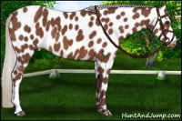Horse Color:Chocolate Silver Bay Appaloosa 