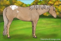 Horse Color:Palomino Appaloosa 