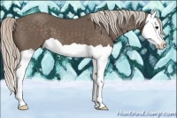 Horse Color:Silver Black Splash