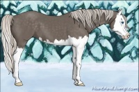 Horse Color:Silver Black Splash 