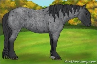 Horse Color:Blue Roan 